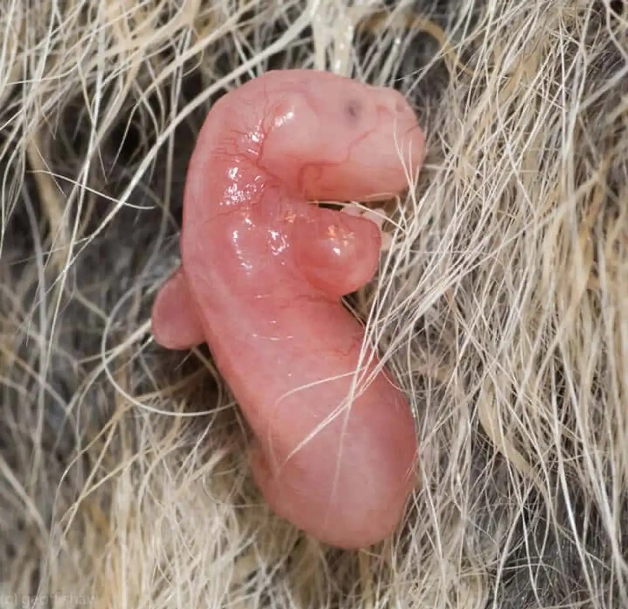 Photos of baby animals in their mother's belly, photos of animal fetus still in the uterus