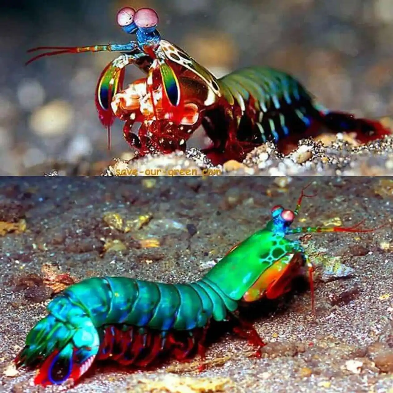 True unusual and strange colors of animals