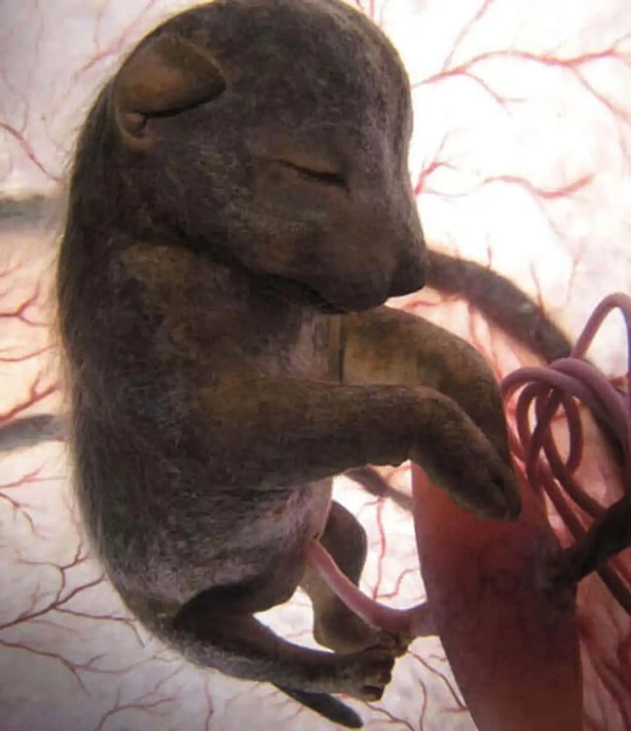 Photos of baby animals in their mother's belly, photos of animal fetus still in the uterus