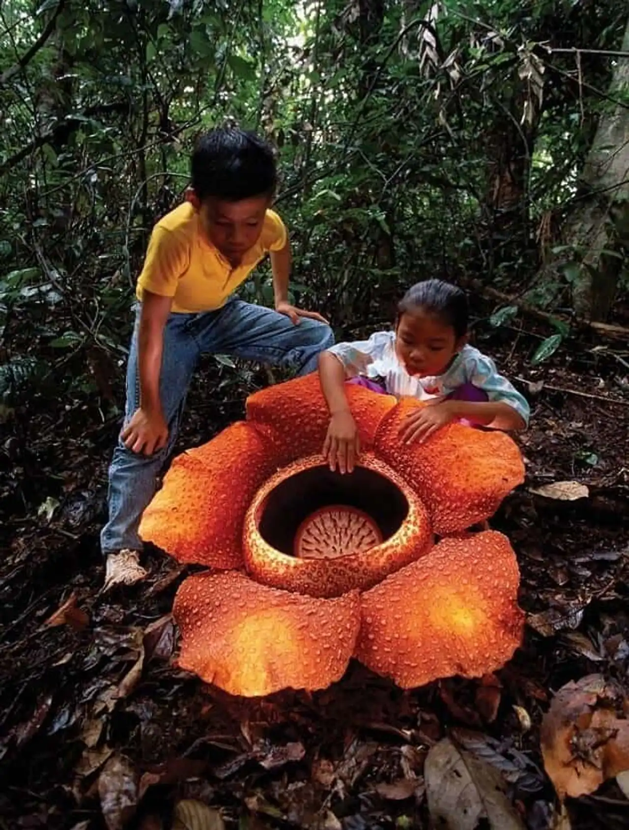 Fascinating plants, Rafflesia arnoldii