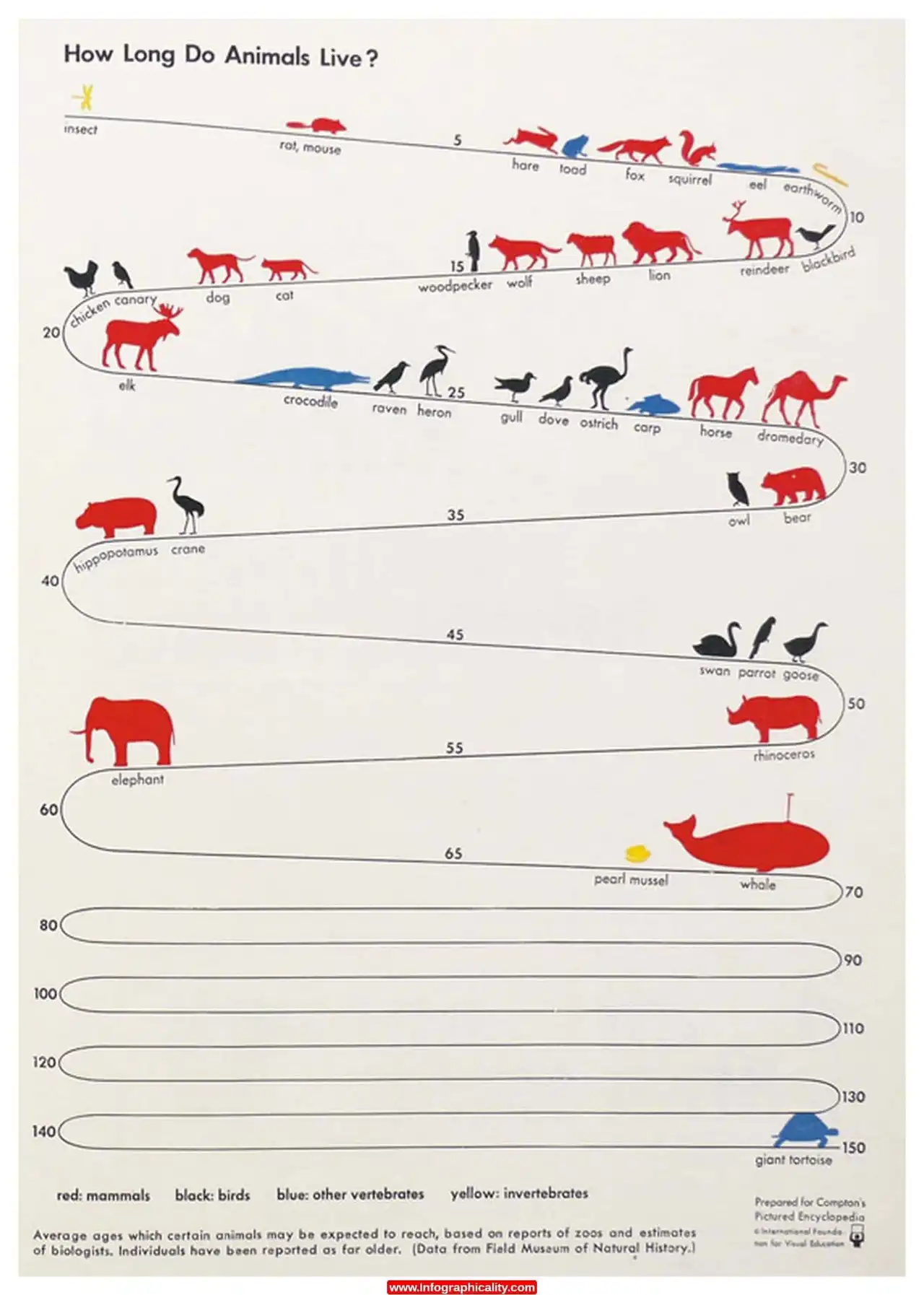 How long does an animal live? Infographic