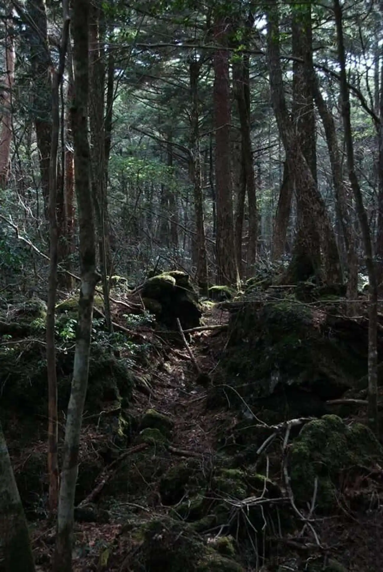 Unusual forests, strange trees, in the world