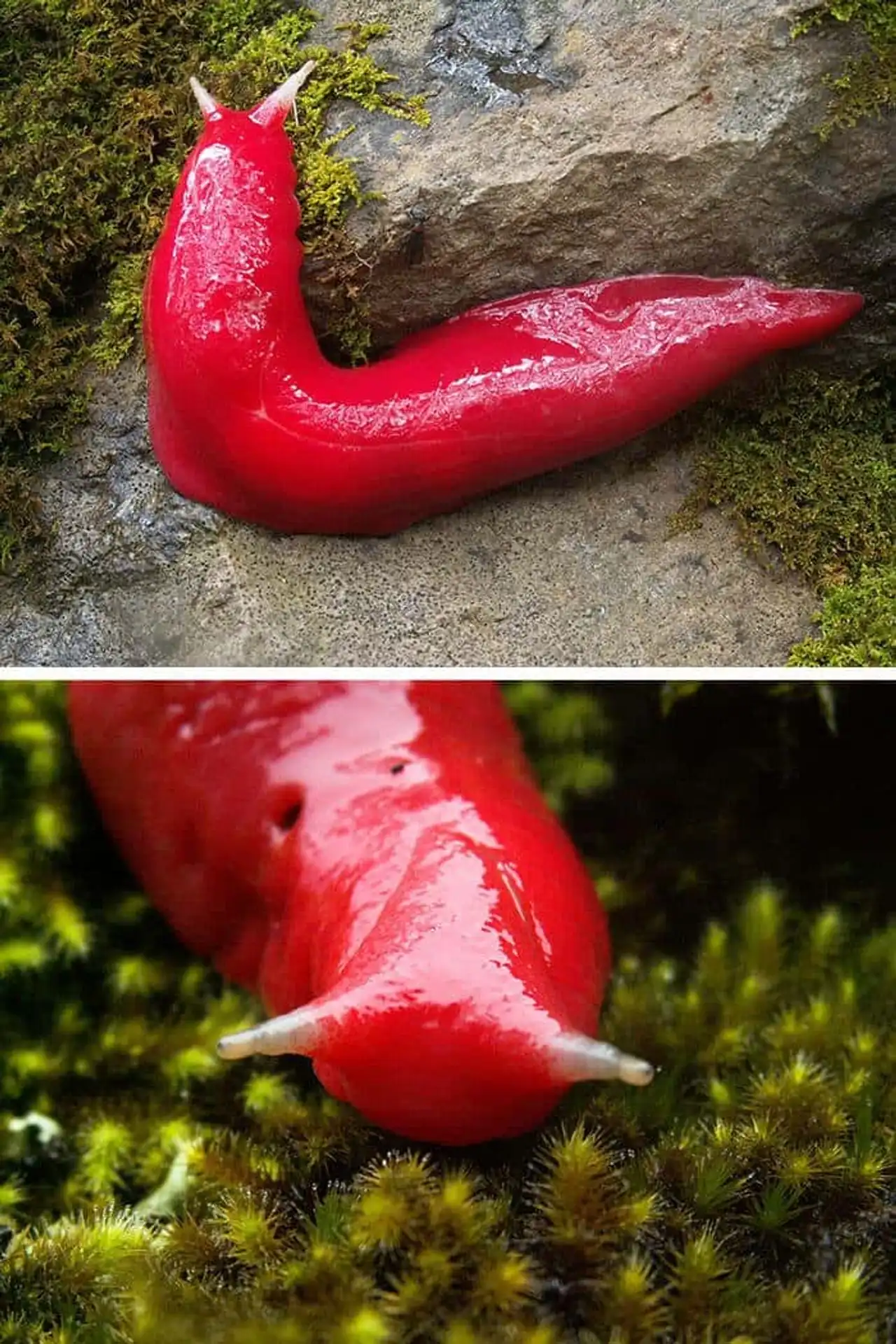 True unusual and strange colors of animals