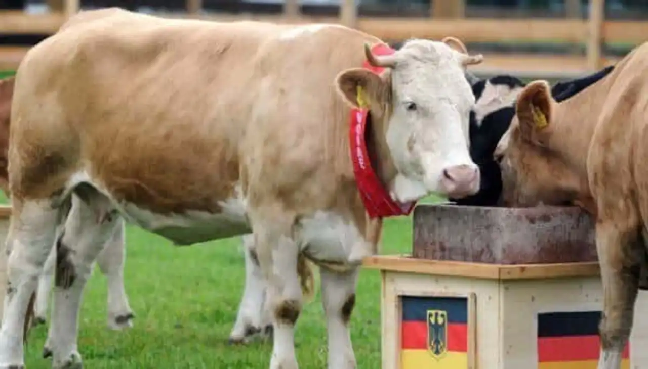 Yvonne the cow, predictions football