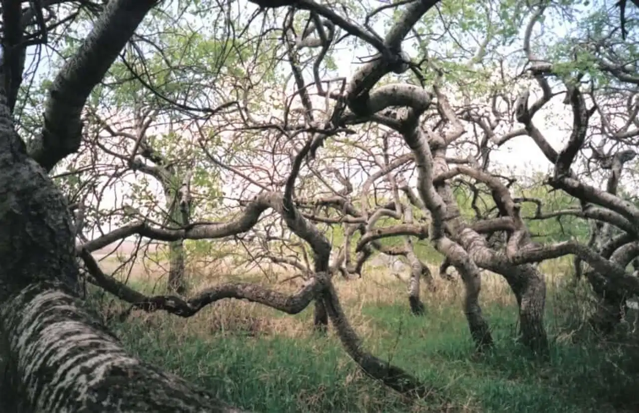 Unusual forests, strange trees, in the world