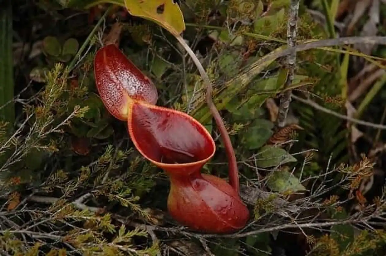 Fascinating plants, Nepenthes lowii