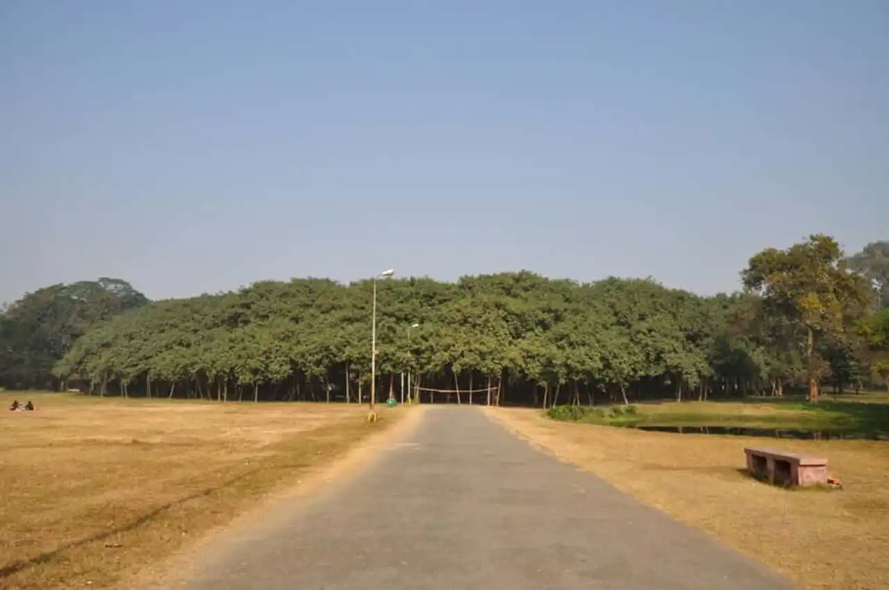 Unusual forests, strange trees, in the world