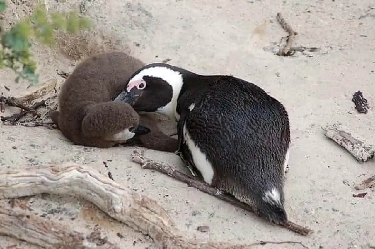 Penguins Boulders Beach South Africa