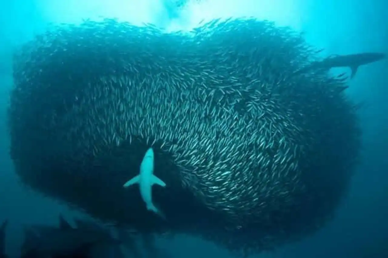 sardine benches