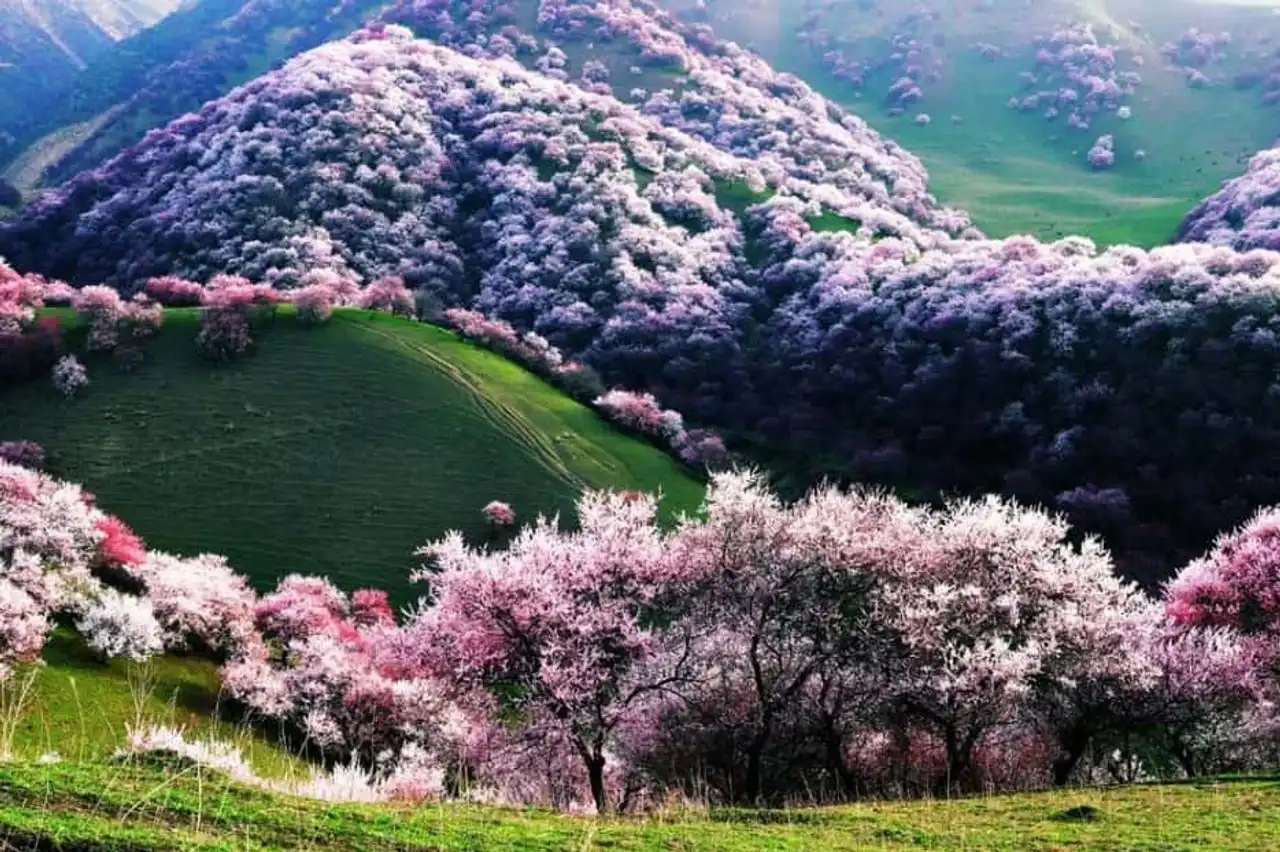 Unusual forests, strange trees, in the world