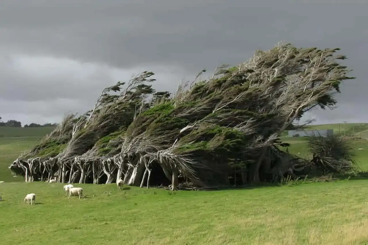 Unusual forests, strange trees, in the world