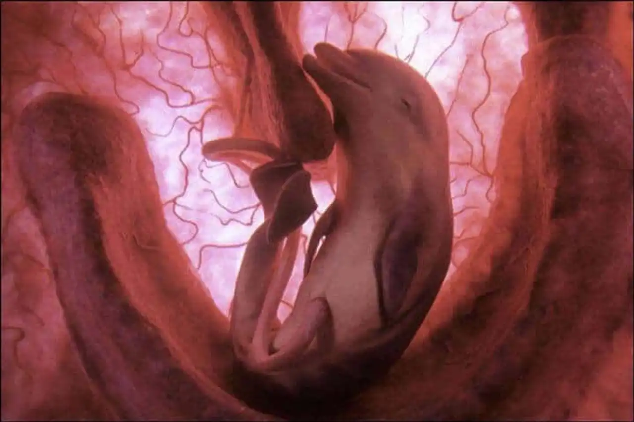 Photos of baby animals in their mother's belly, photos of animal fetus still in the uterus