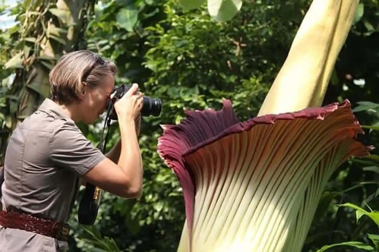 Amorphophallus titanum fascinating plants