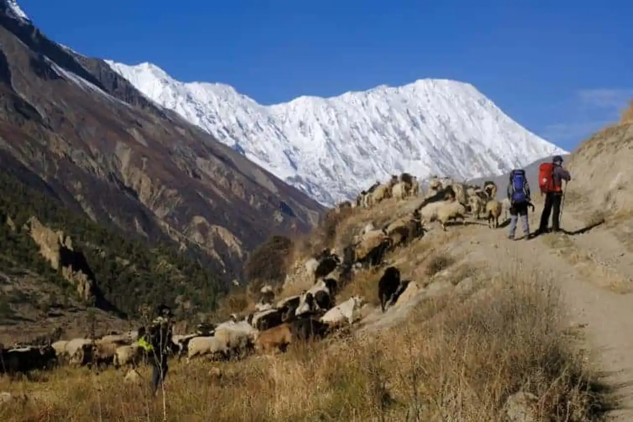 Annapurna Circuit - landscape with sheep, Himalaya