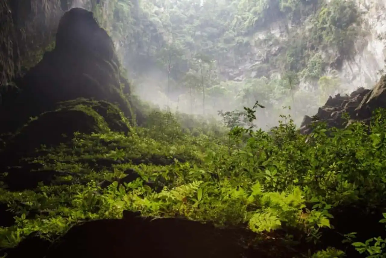 Unusual forests, strange trees, in the world