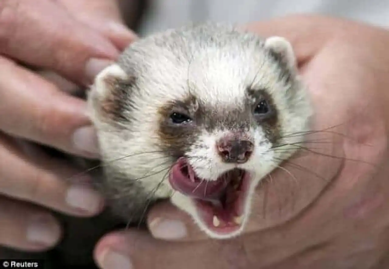 Fred the furet, predictions football