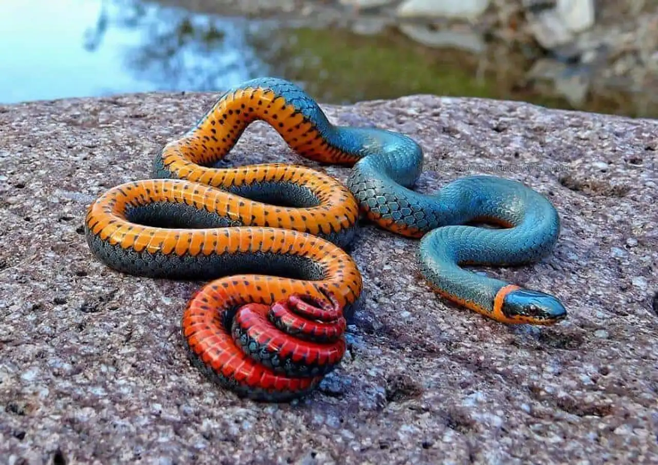 True unusual and strange colors of animals