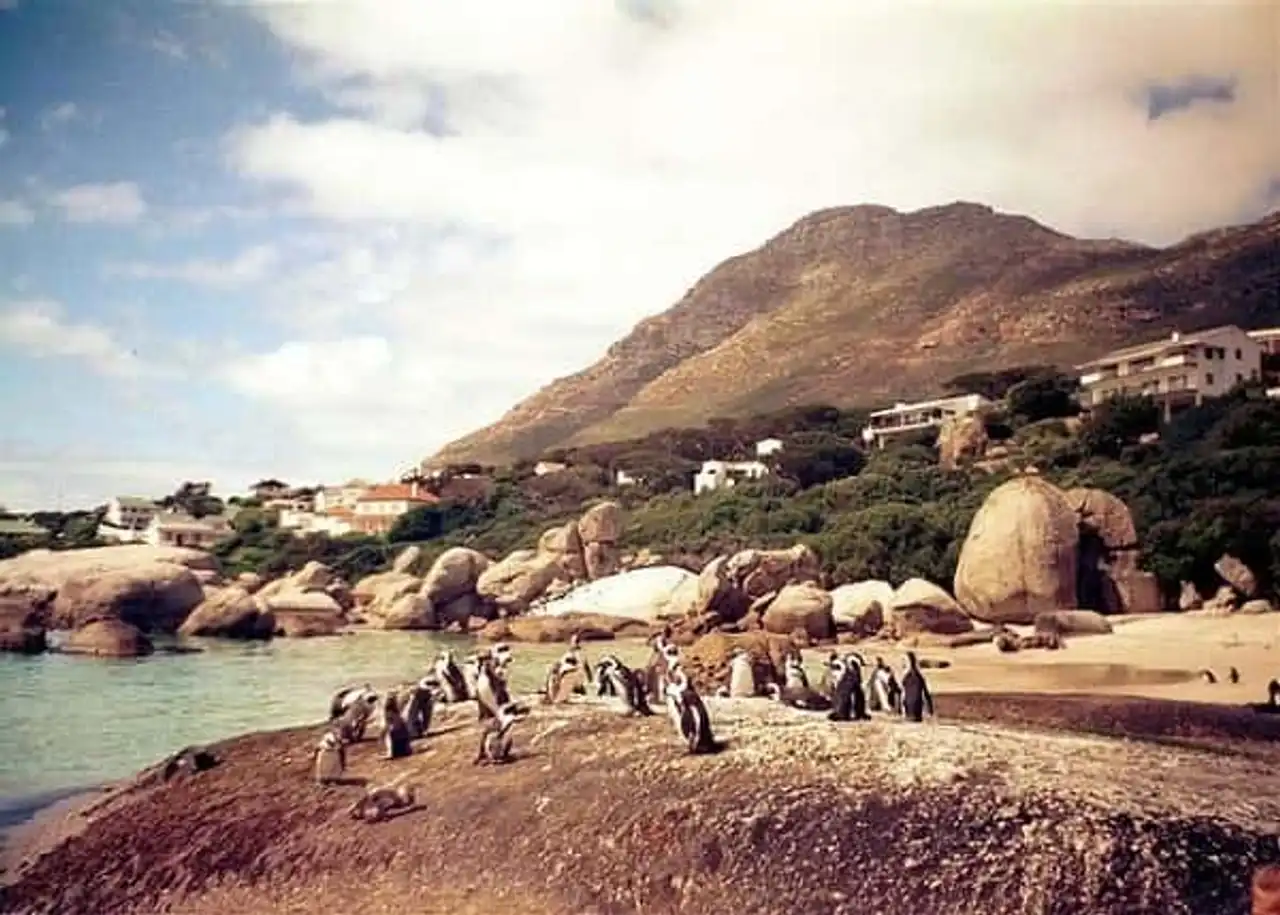 Penguins Boulders Beach South Africa