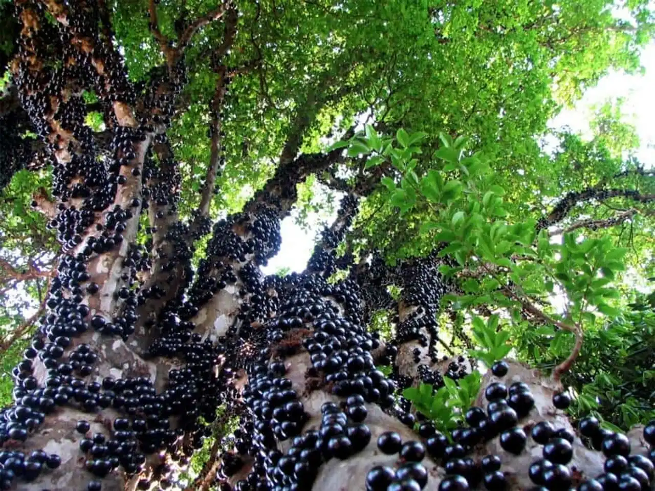 Unusual forests, strange trees, in the world