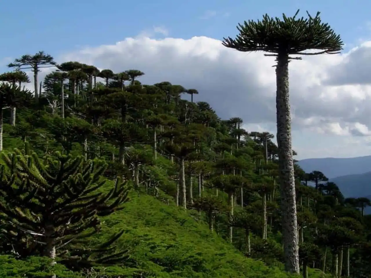 Unusual forests, strange trees, in the world