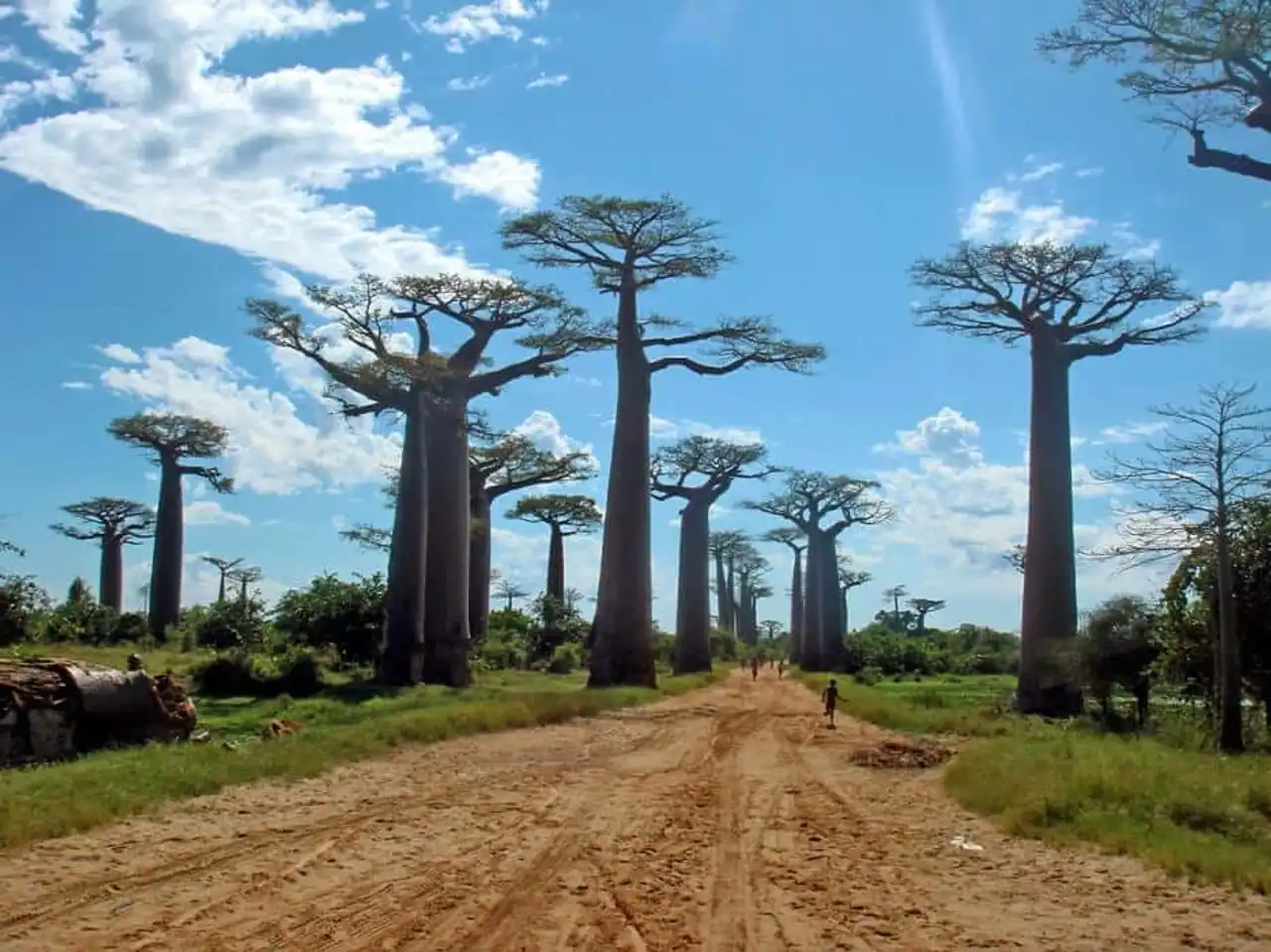 Unusual forests, strange trees, in the world