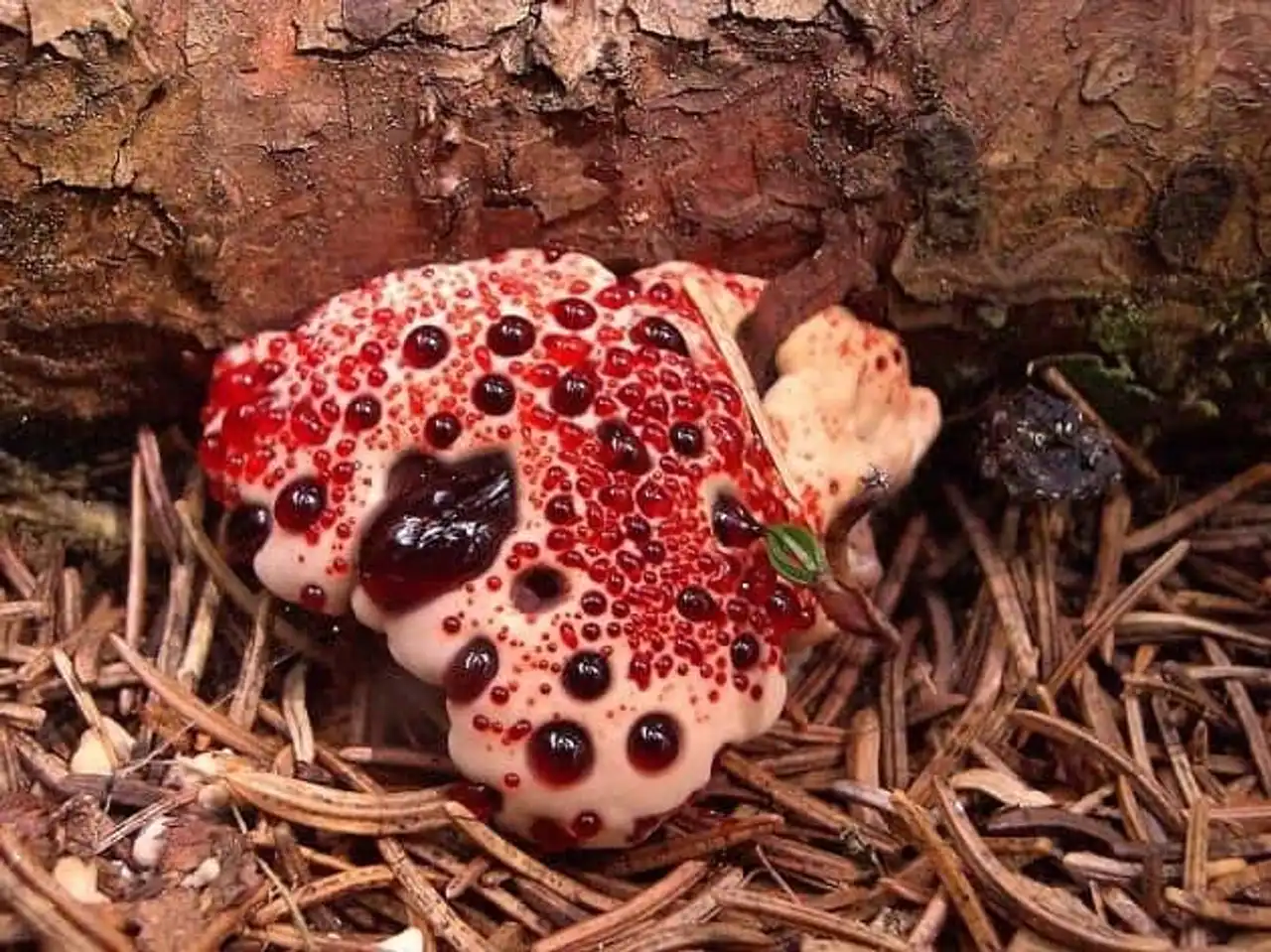 Fascinating plants, Hydnellum peckii