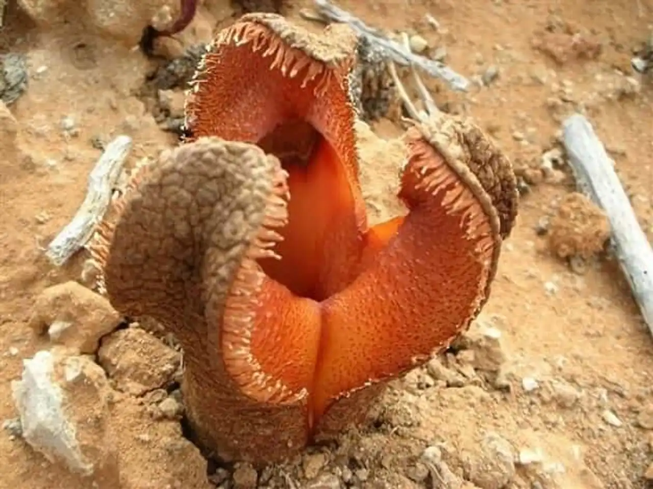 Intriguing plants Hydnora africana