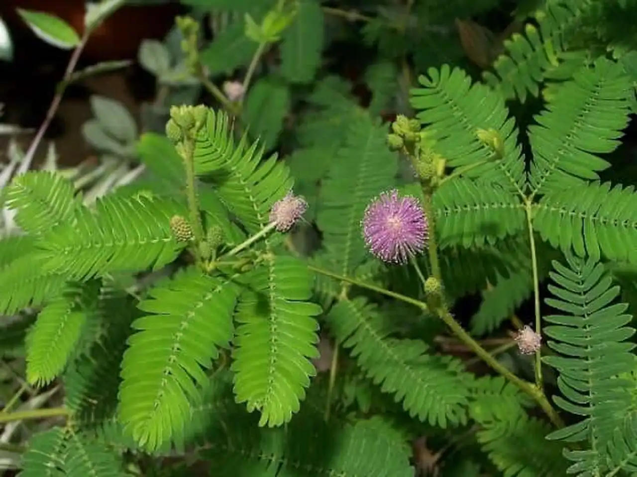 Mimosa-pudica plants