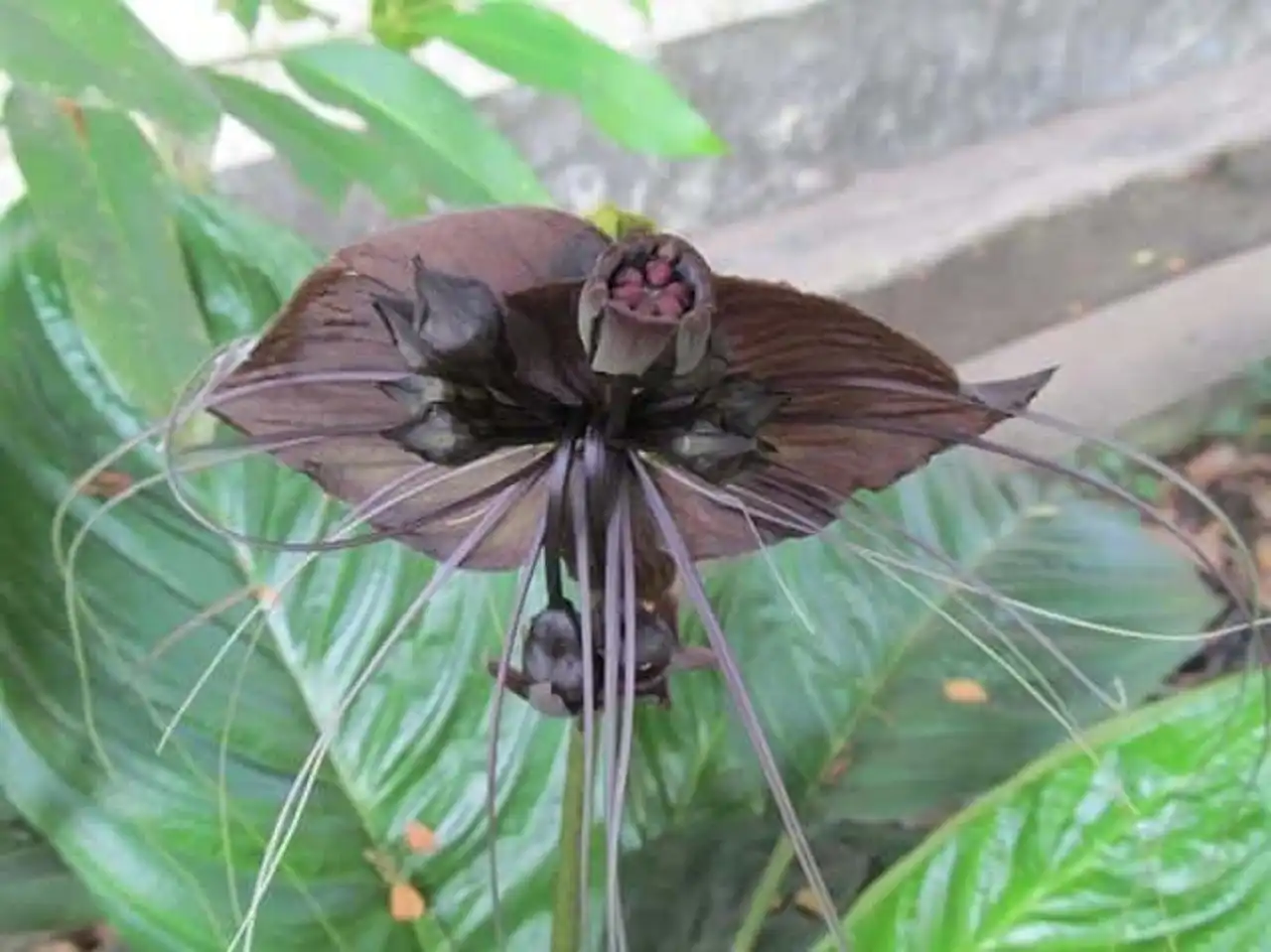 Fascinating plants Tacca chantrieri