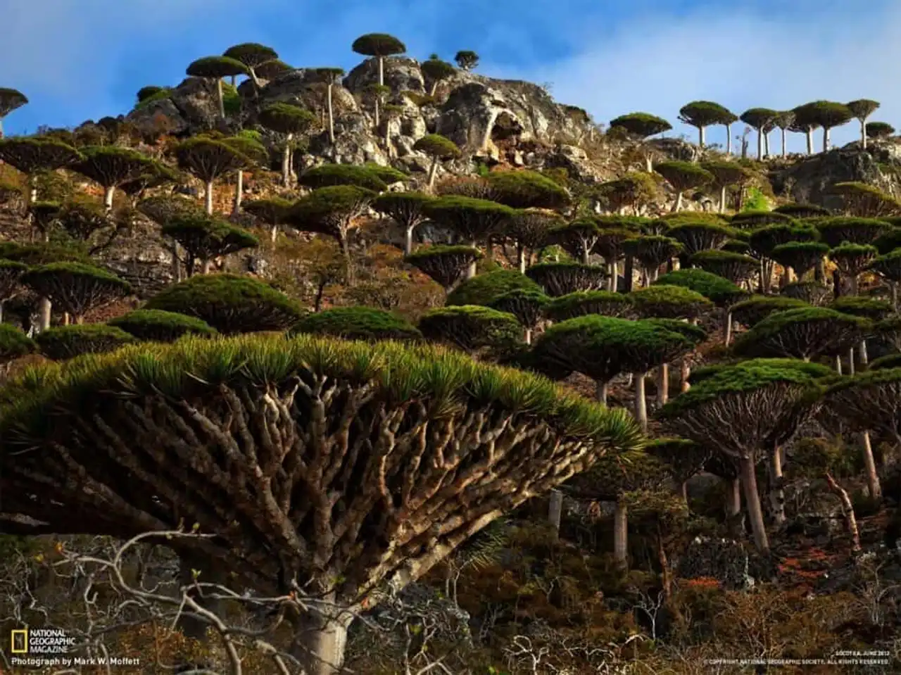 Unusual forests, strange trees, in the world