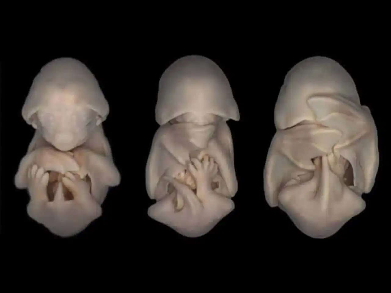 Photos of baby animals in their mother's belly, photos of animal fetus still in the uterus