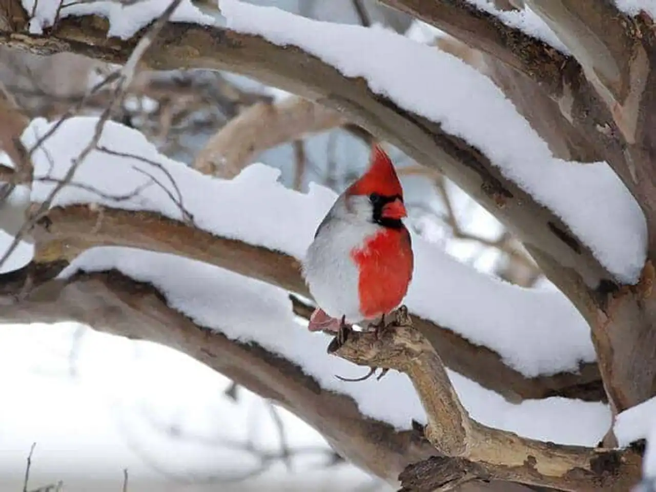 True unusual and strange colors of animals