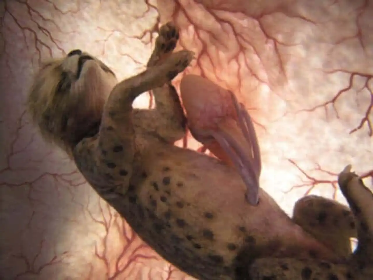 Photos of baby animals in their mother's belly, photos of animal fetus still in the uterus