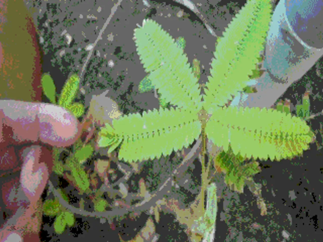 Mimosa-pudica plants