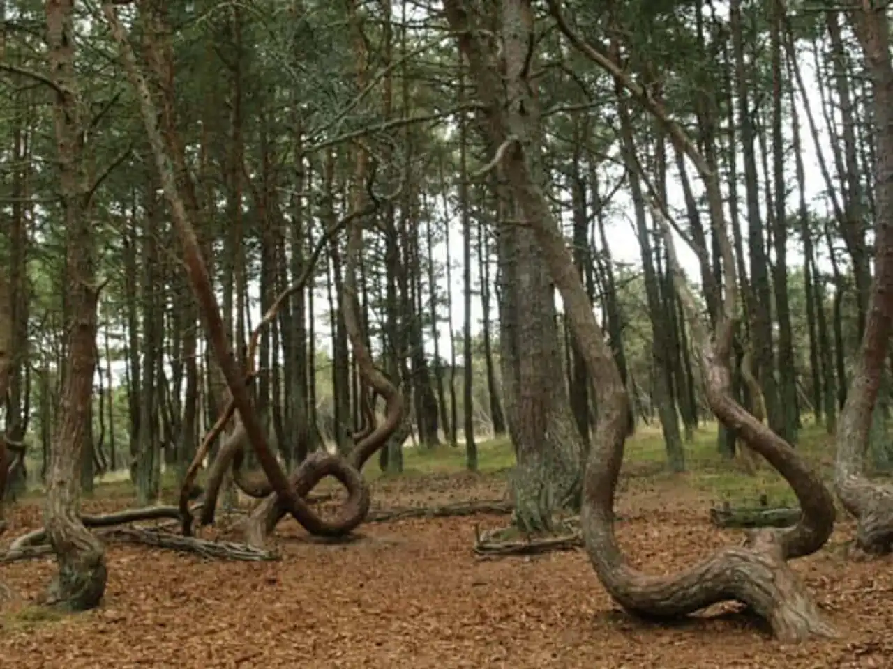 Unusual forests, strange trees, in the world