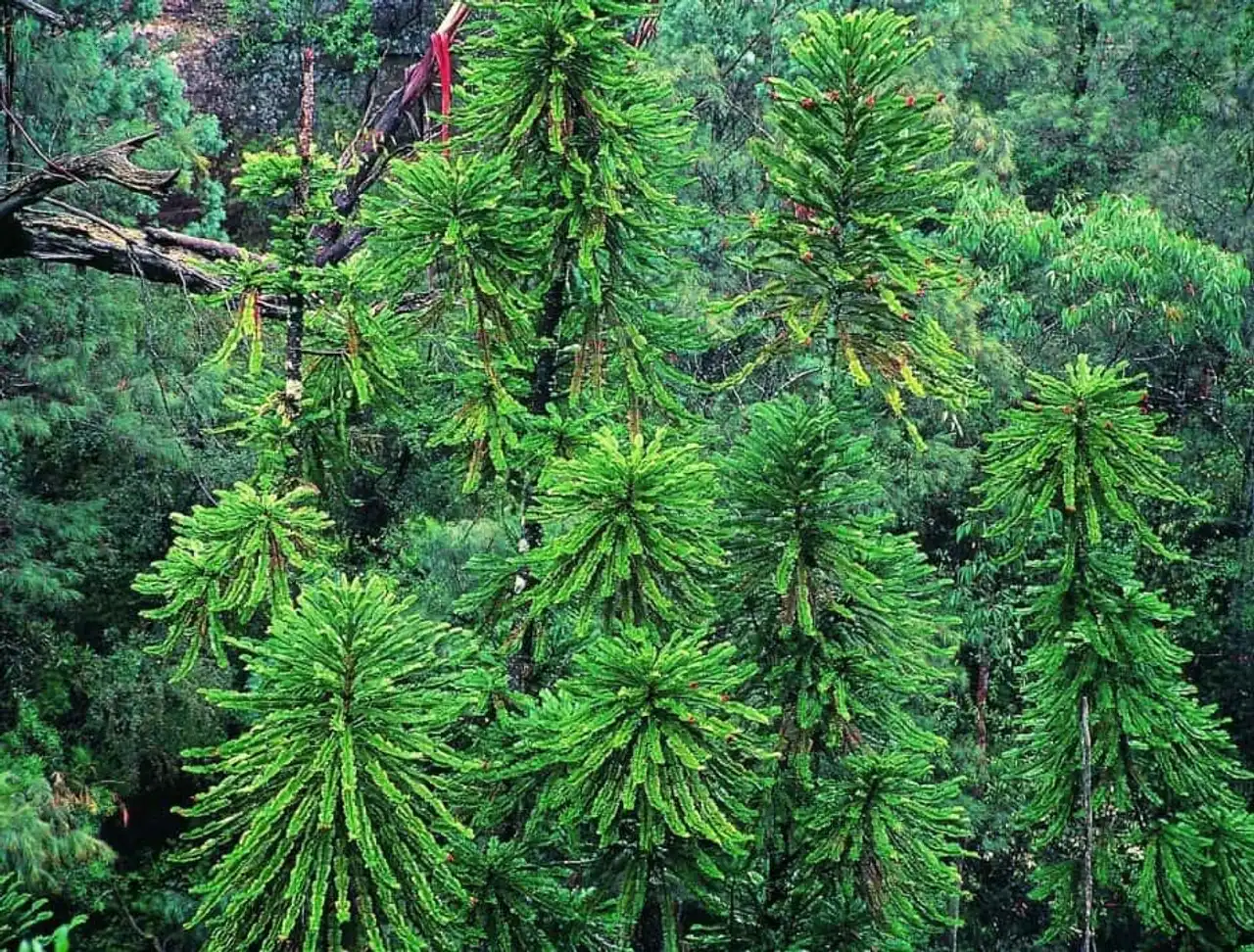 Unusual forests, strange trees, in the world