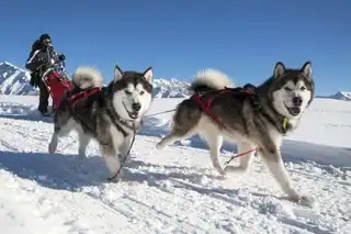 Sled dog near Annecy: reservations & prices