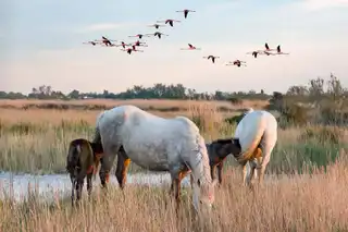 In which city house in Camargue?