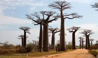 A loop to visit the South of Madagascar