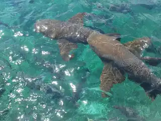 Observe sharks at the Hol Chan Marine Reserve in Belize