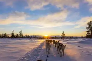 4 places to do sled dog in the Alps