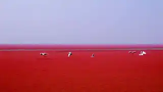 The Red Beach of Panjin in China