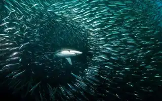 The Sardine Run in South Africa