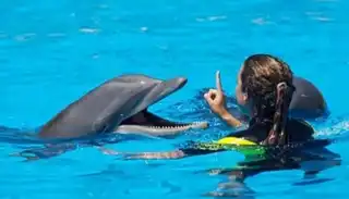 Swimming with dolphins and go to Aquaventure Water Park in Dubai