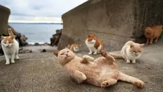 Tashirojima Island in Japan, or Cat Island!