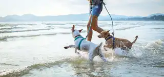 The beaches of France allowed to dogs