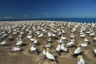 Cape Kidnappers Crazy Colony in New Zealand