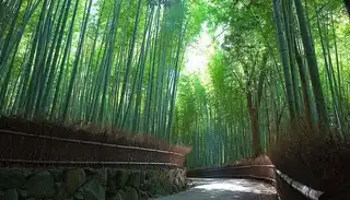 Arashiyama bamboo forest near Kyoto