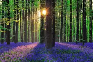 The mystic Wood of Hal in Belgium