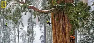 The oldest sequoia in the world, 3200 years old, photographed in whole